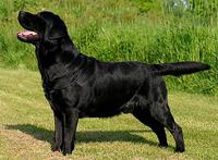 LABRADOR RETRIEVER